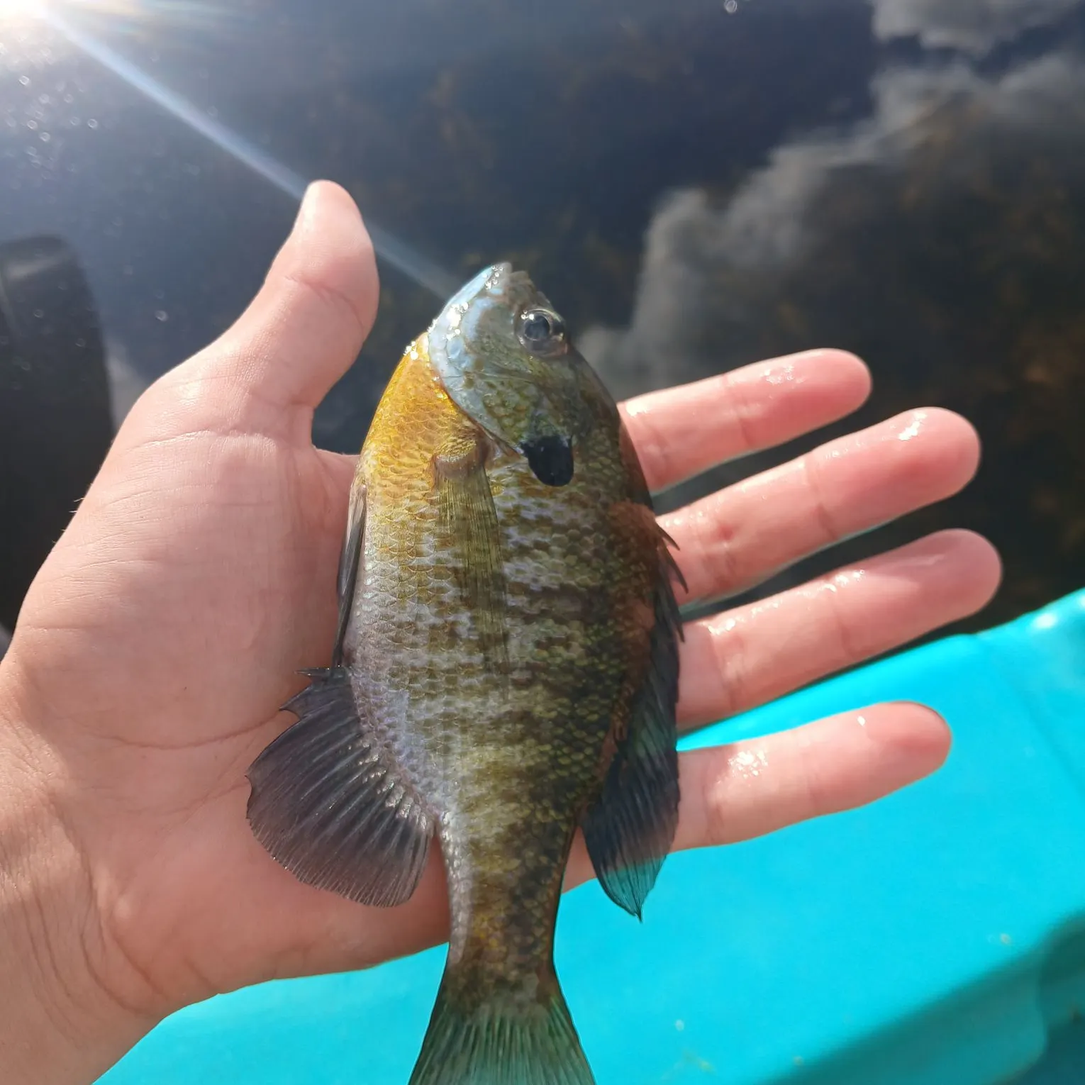 Bluegill caught on Fishbrain