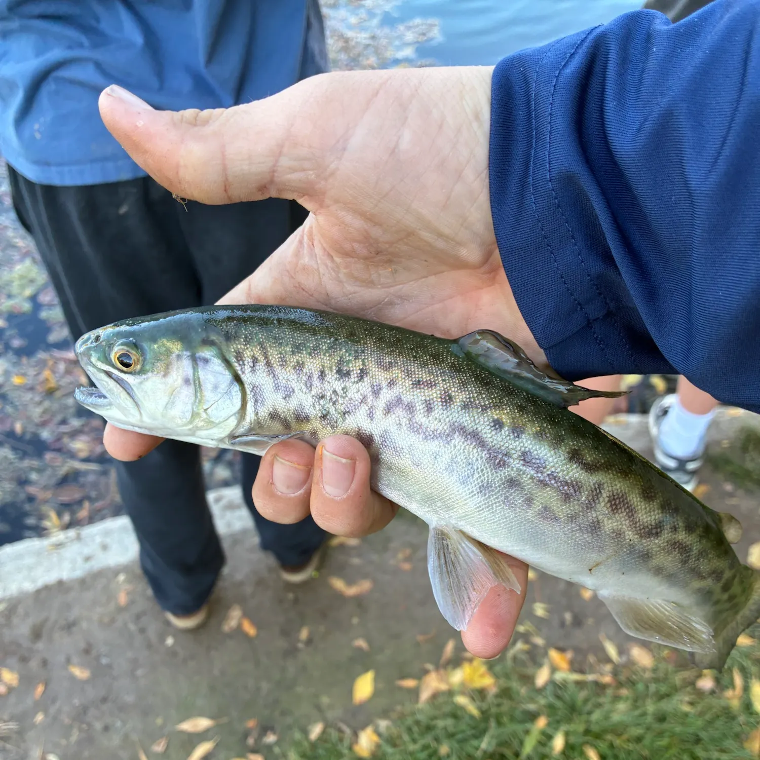 Tiger trout caught on Fishbrain