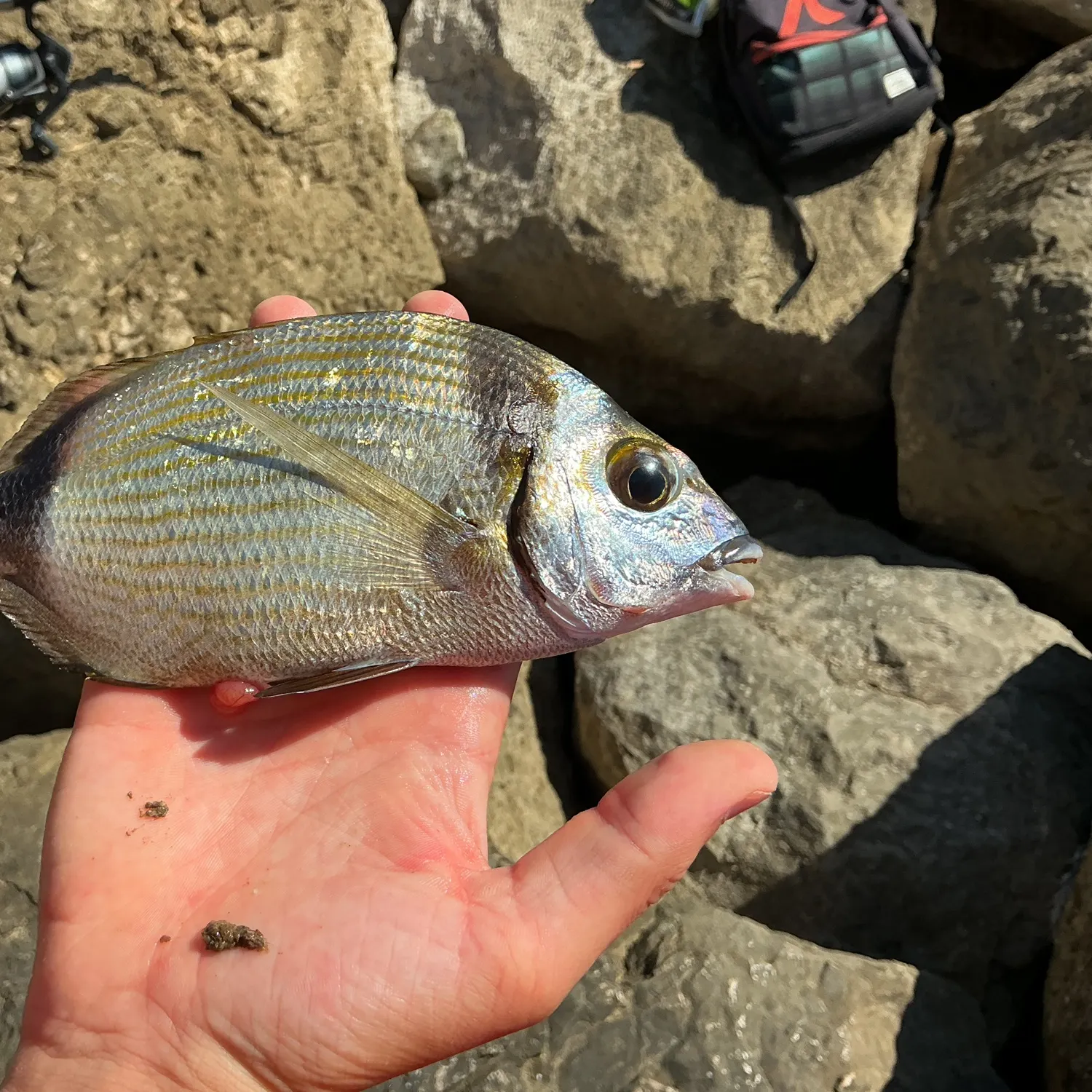White seabream caught on Fishbrain