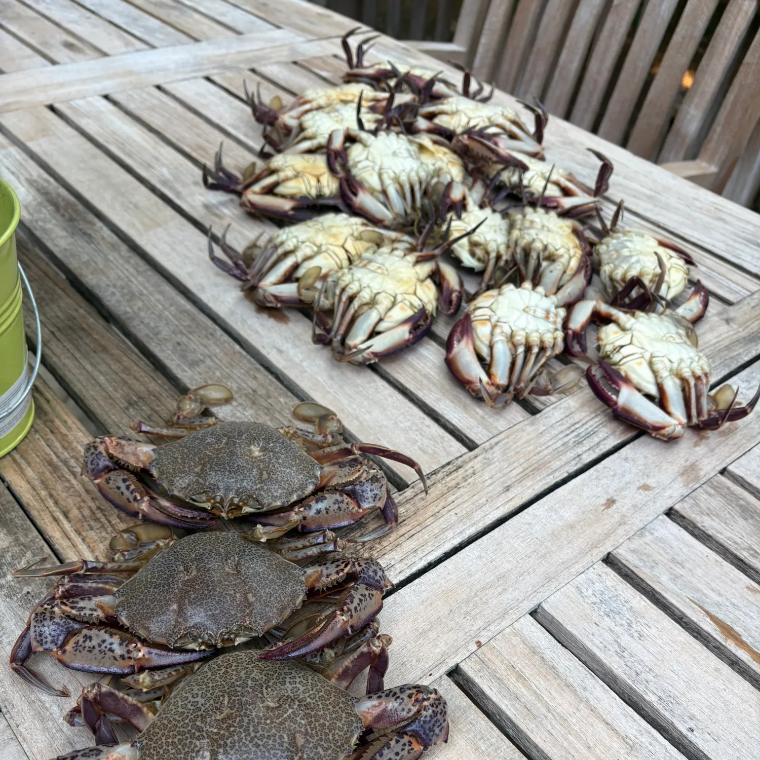 The most recent Ocellate lady crab catches on Fishbrain