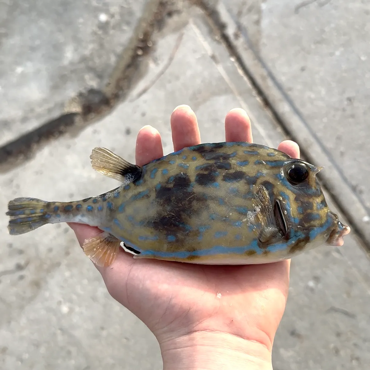 The most recent Scrawled cowfish catches on Fishbrain