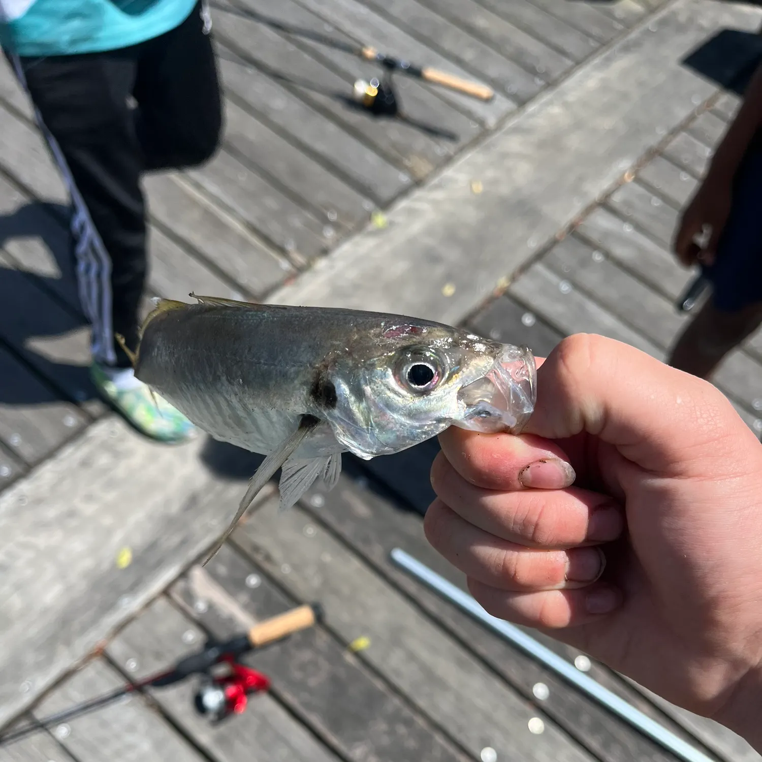 The most recent Yellowtail scad catches on Fishbrain