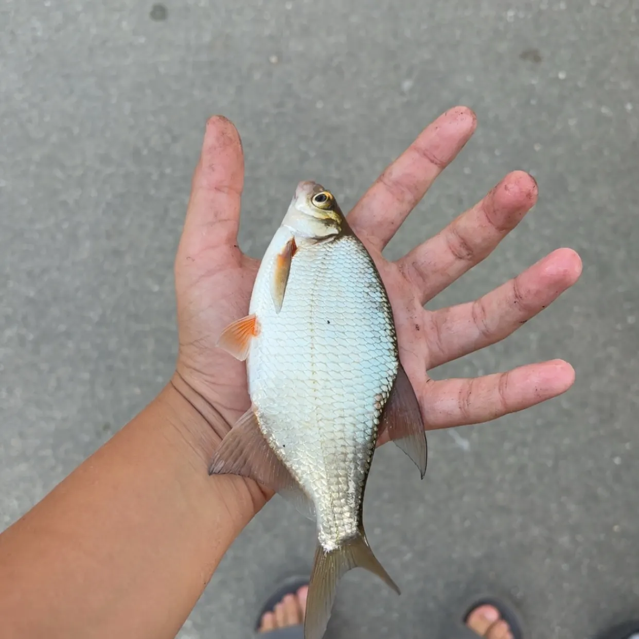 The most recent White bream catches on Fishbrain