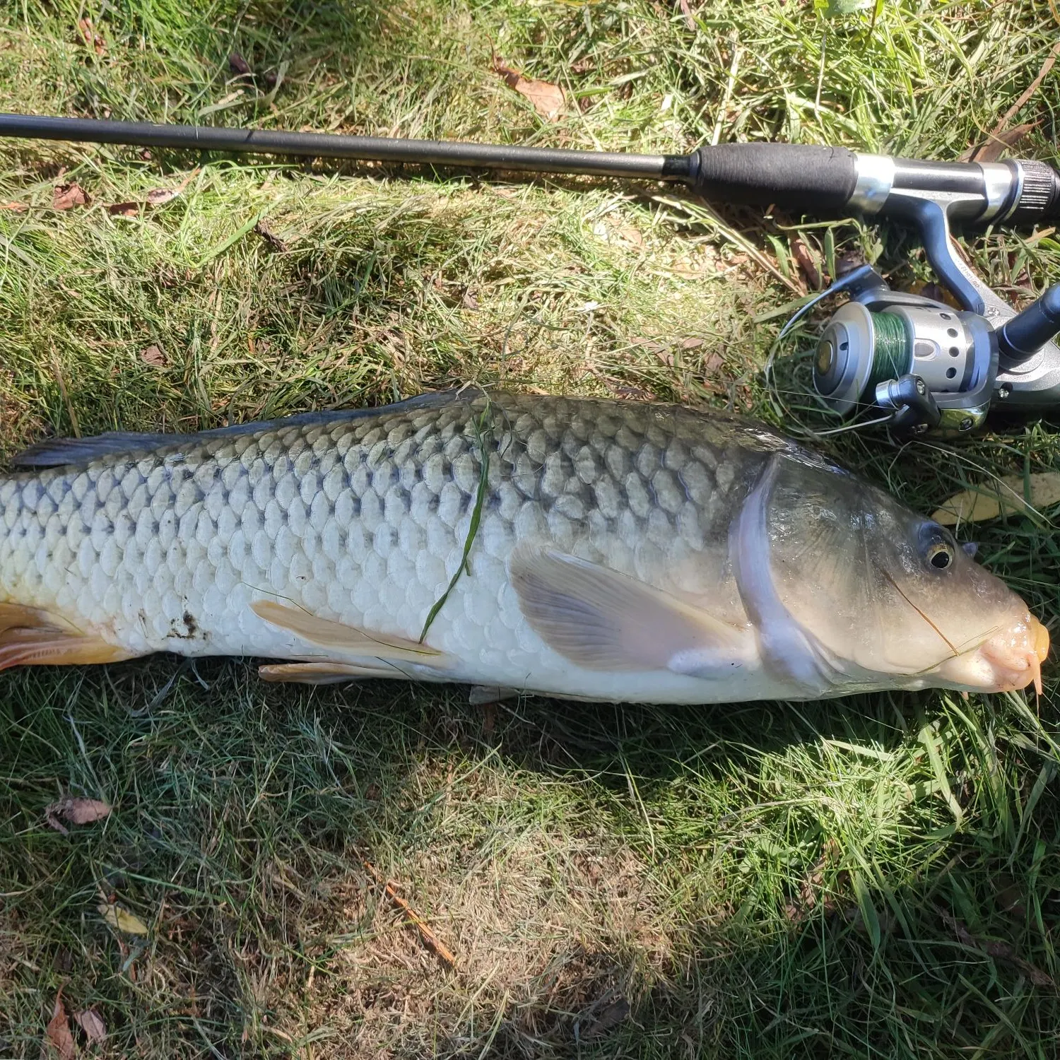 Fish caught on Fishbrain