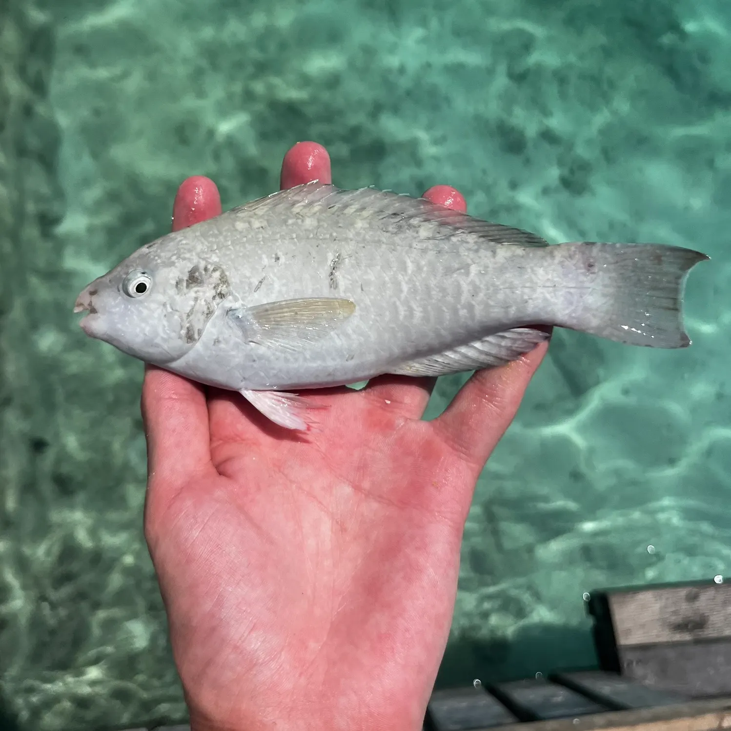 The most recent Common parrotfish catches on Fishbrain