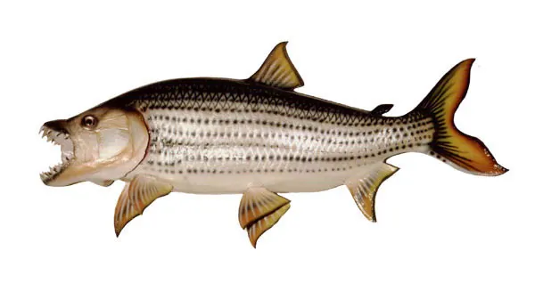 African tigerfish