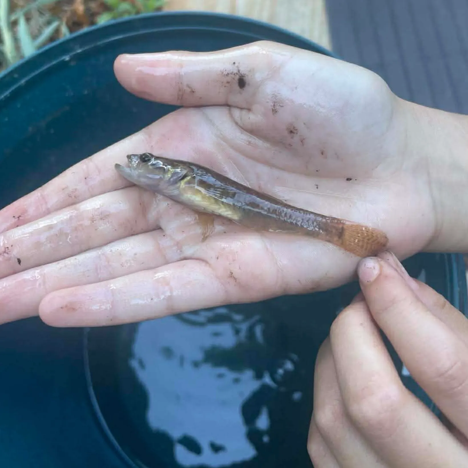 The most recent Cox's gudgeon catches on Fishbrain