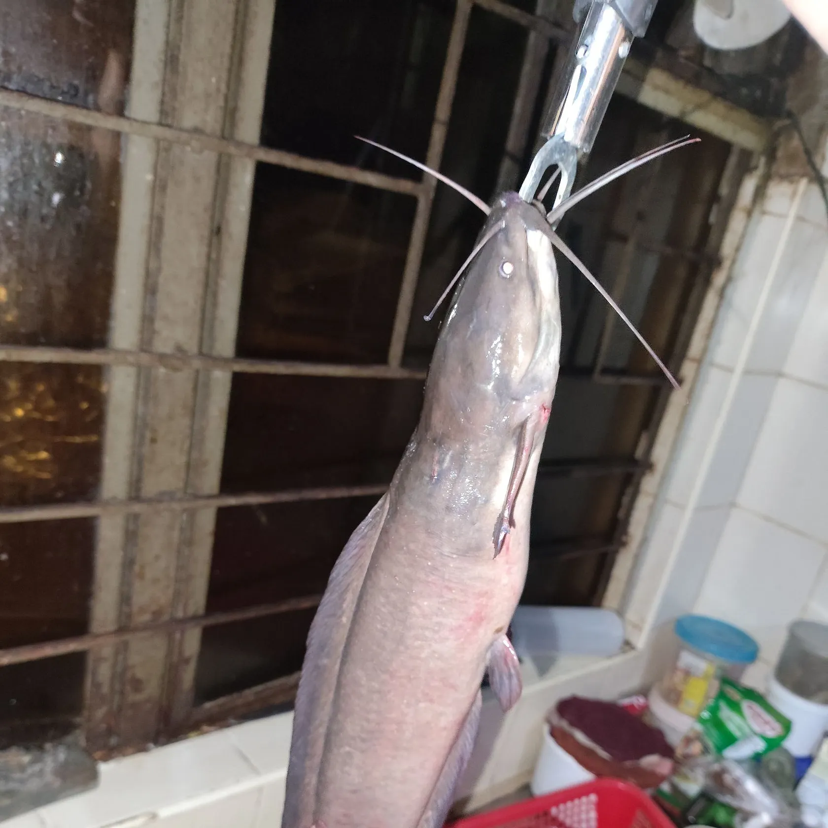 The most recent North African catfish catches on Fishbrain