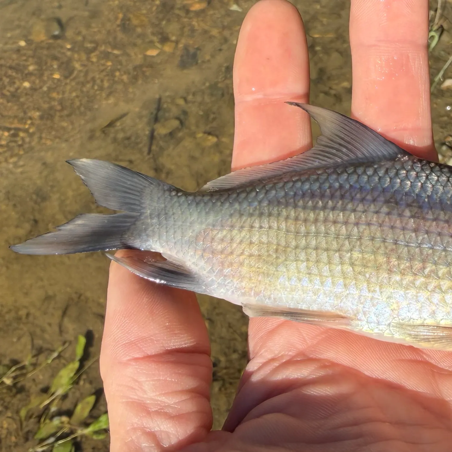 River carpsucker caught on Fishbrain