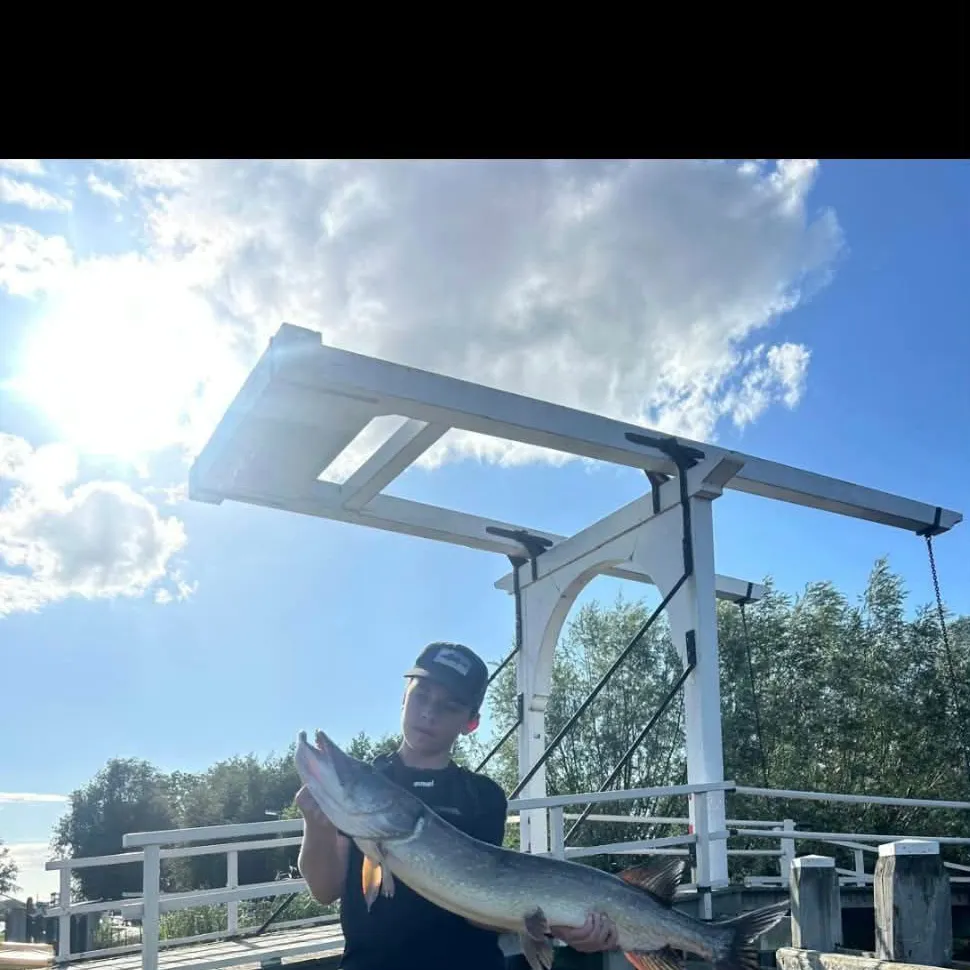 Northern pike caught on Fishbrain