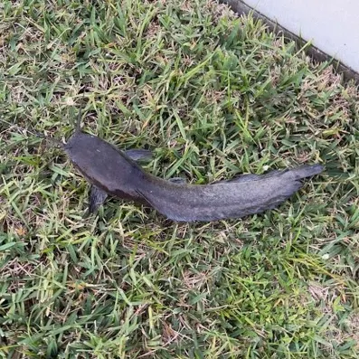 The most recent Walking catfish catches on Fishbrain