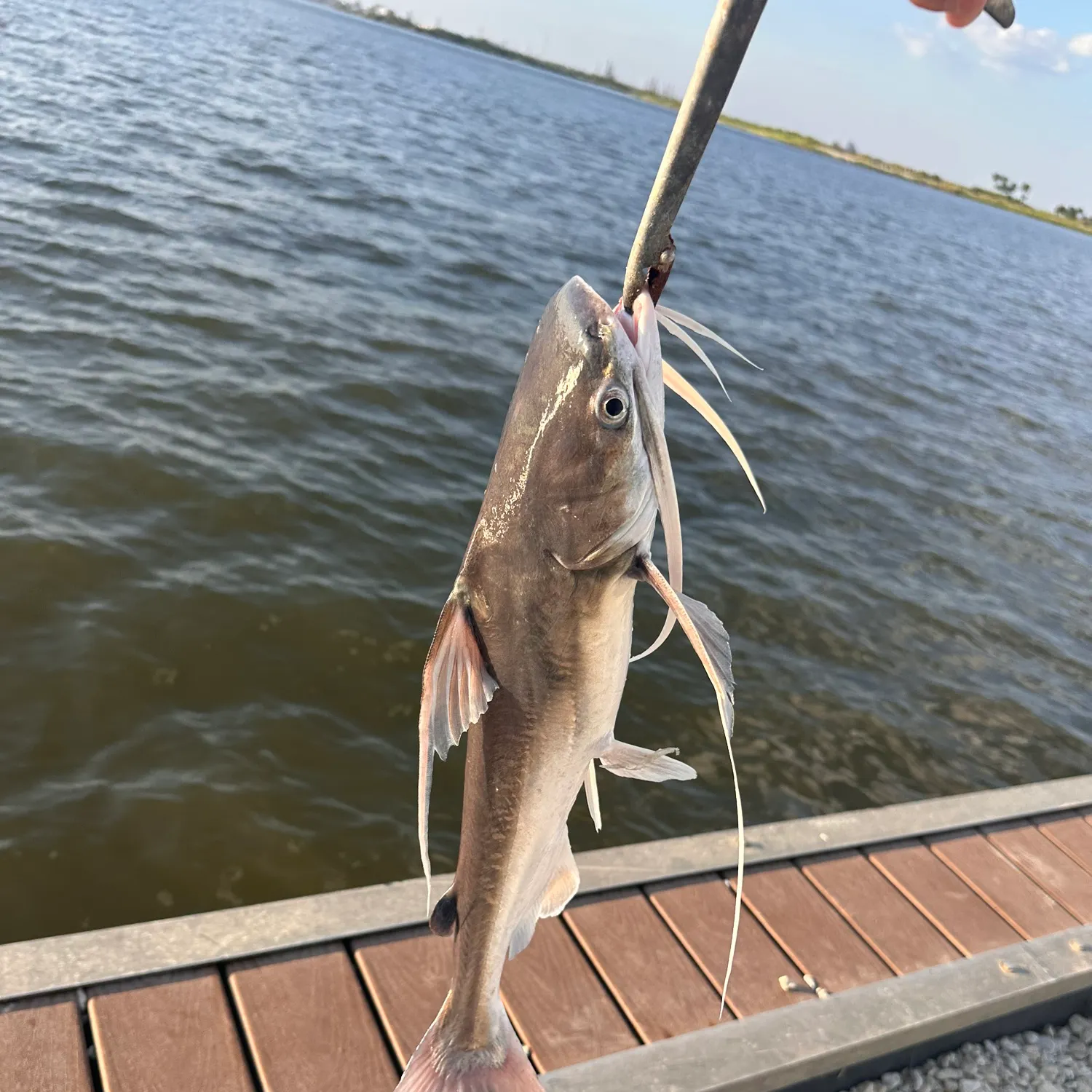 Gafftopsail sea catfish caught on Fishbrain