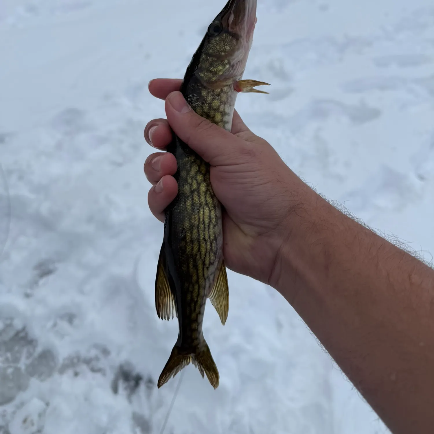 The most recent Chain pickerel catches on Fishbrain