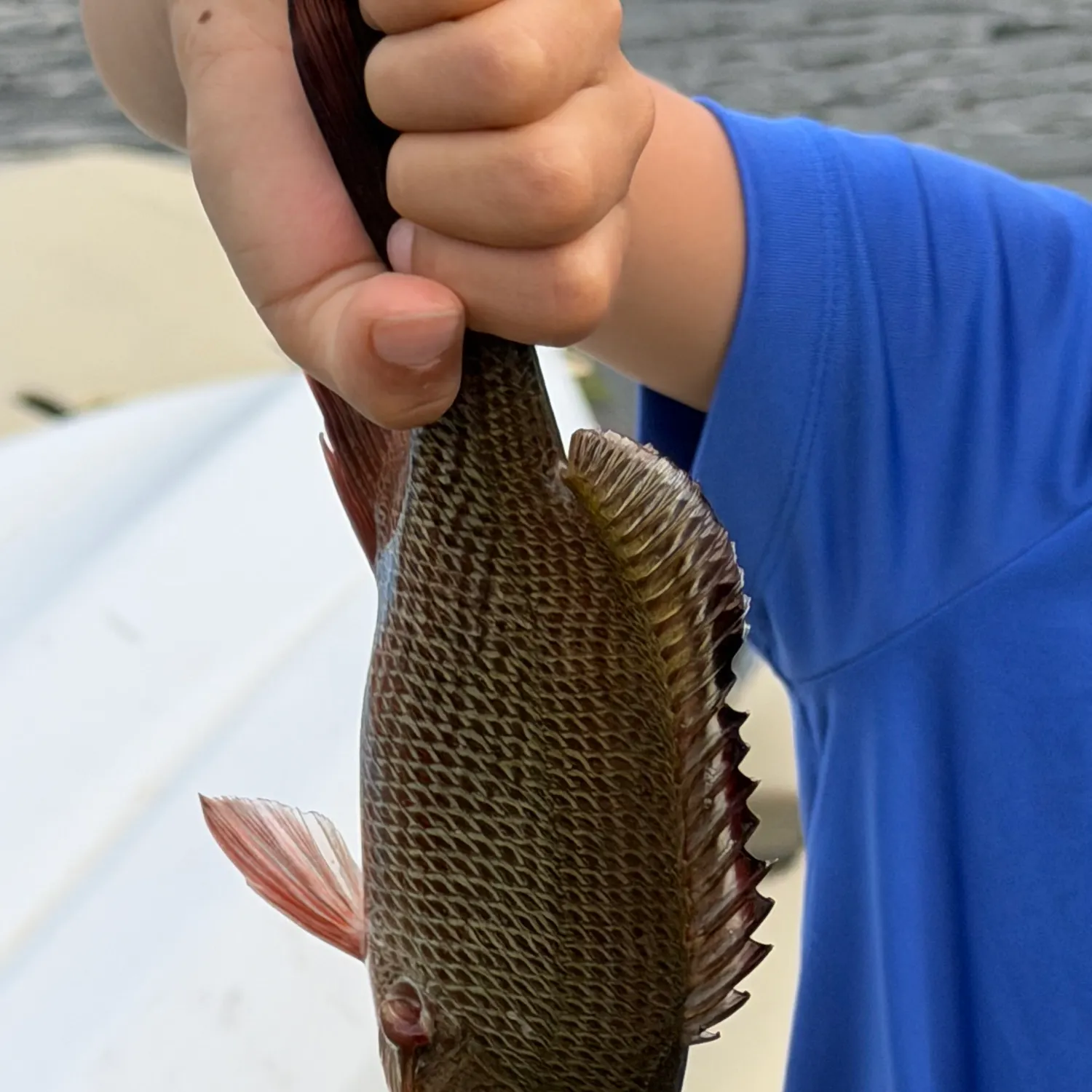 Mangrove snapper caught on Fishbrain