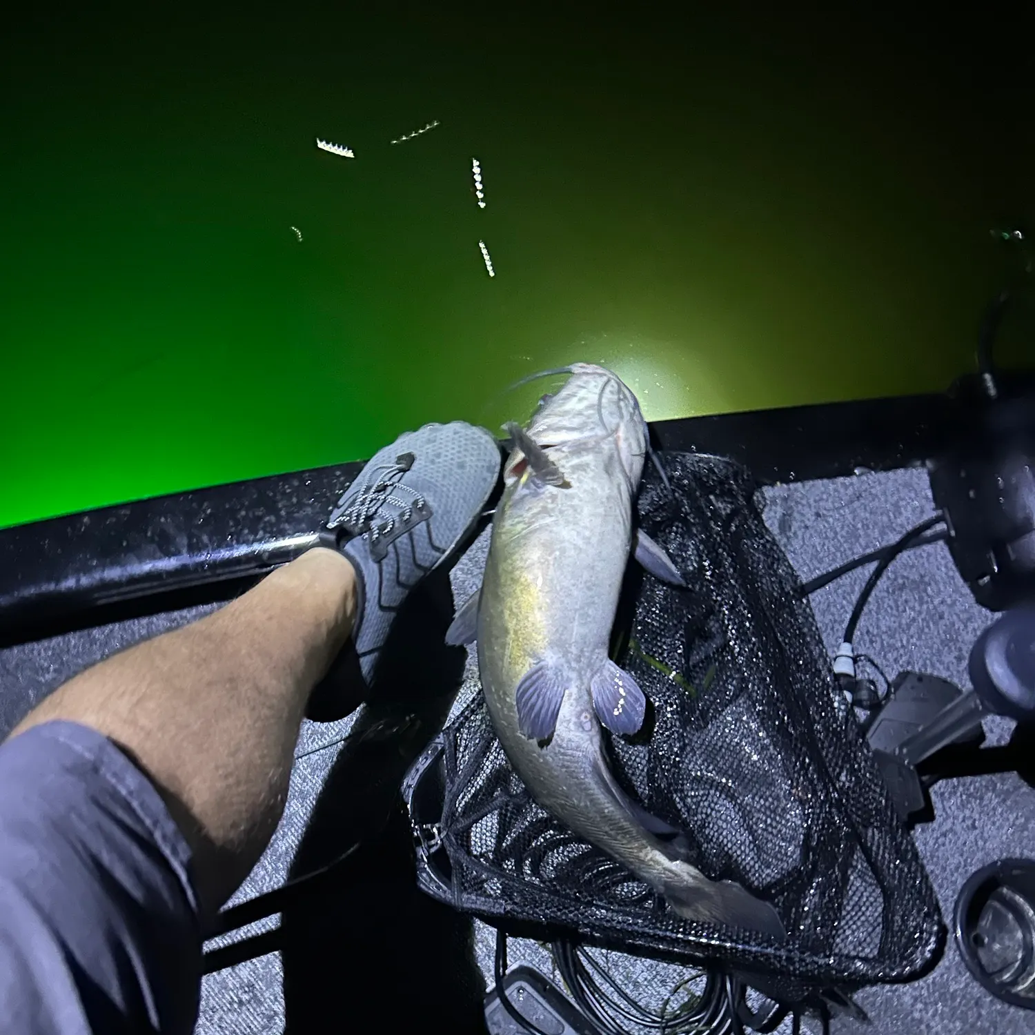 Channel catfish caught on Fishbrain