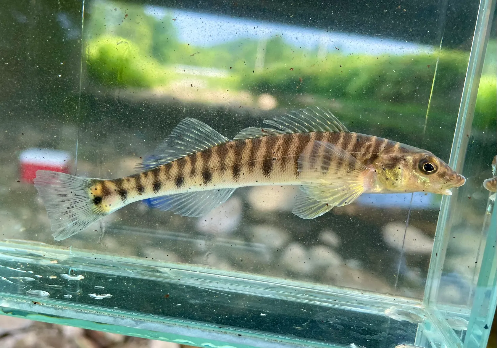 Common logperch