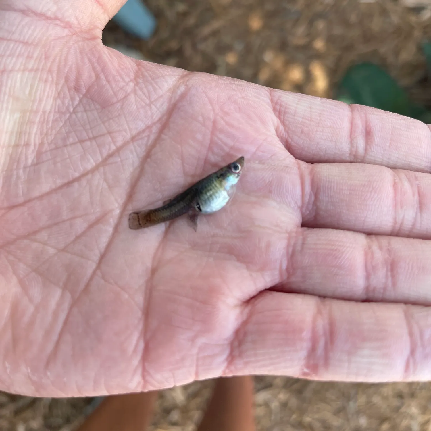 The most recent Western mosquitofish catches on Fishbrain