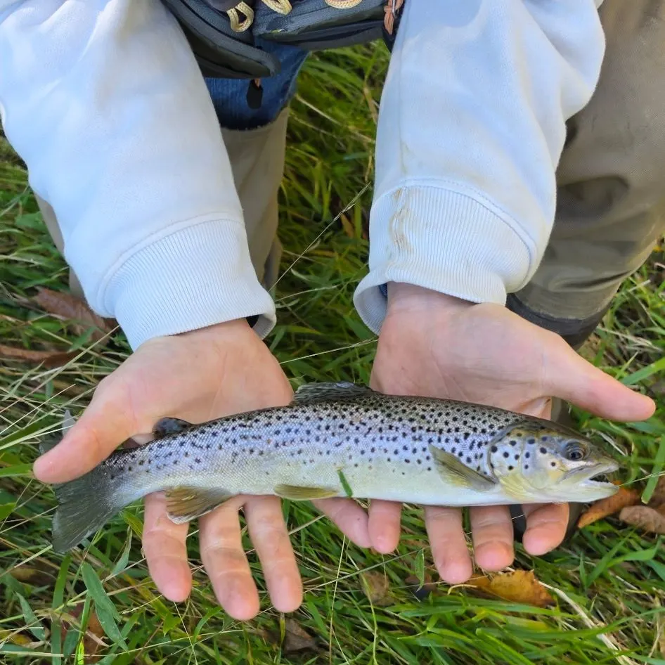 Brown trout caught on Fishbrain