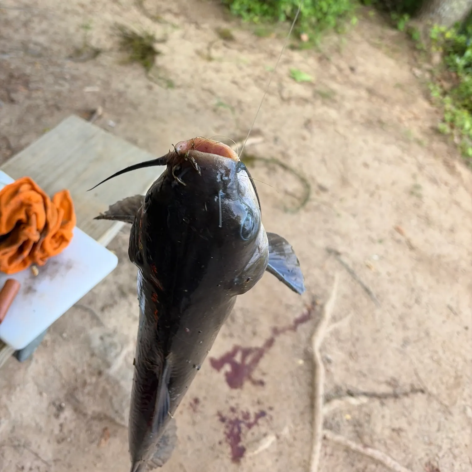 catch