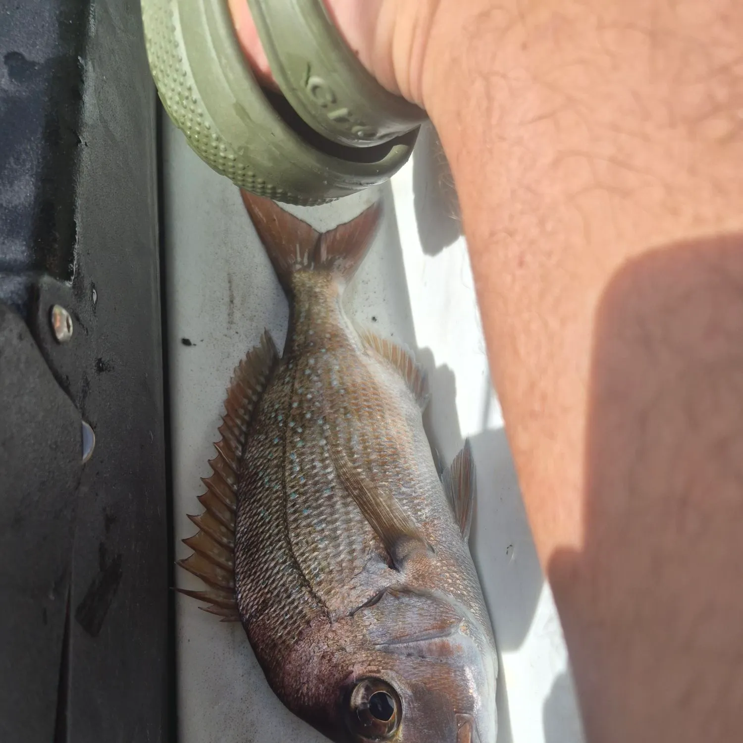 Fish caught on Fishbrain