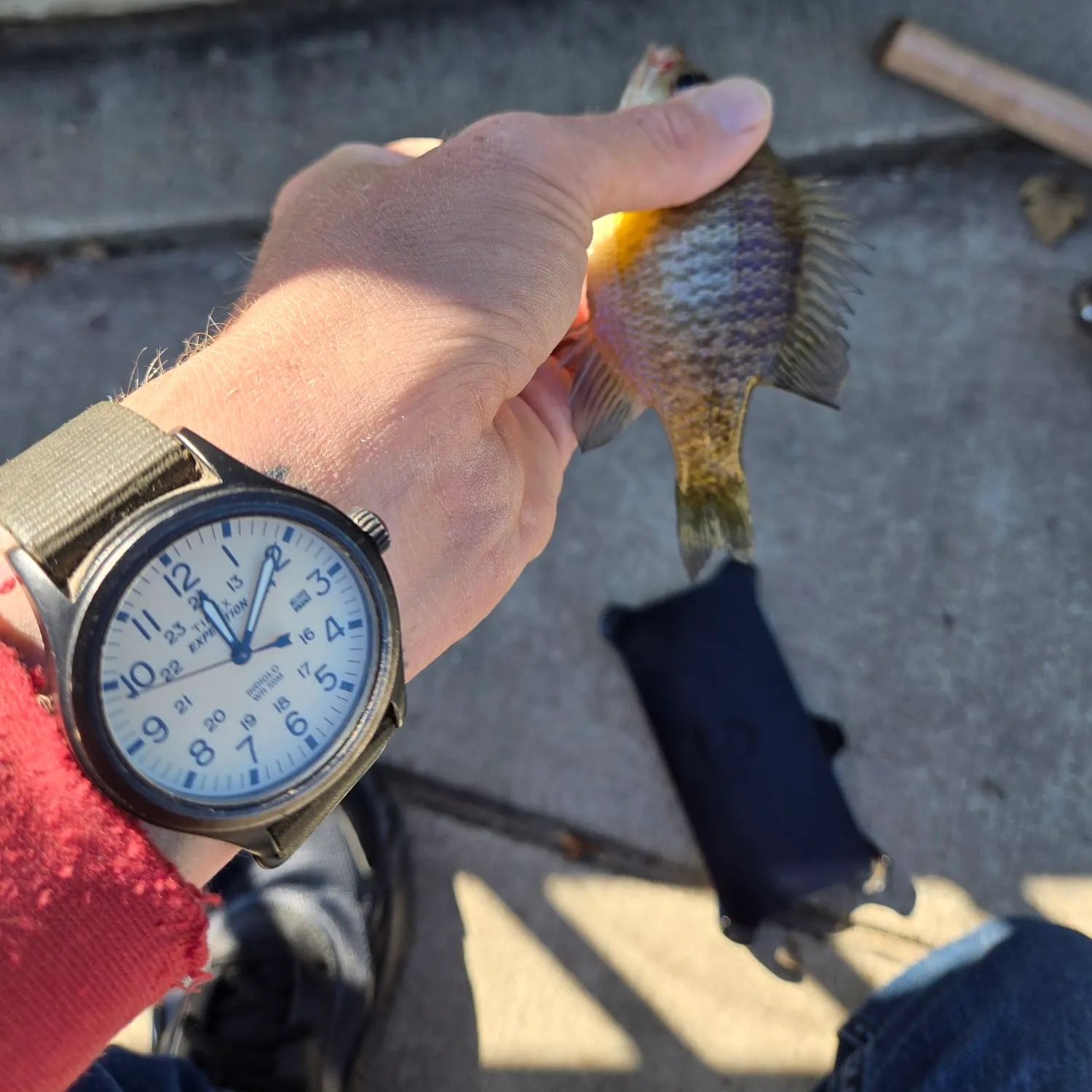 Bluegill caught on Fishbrain