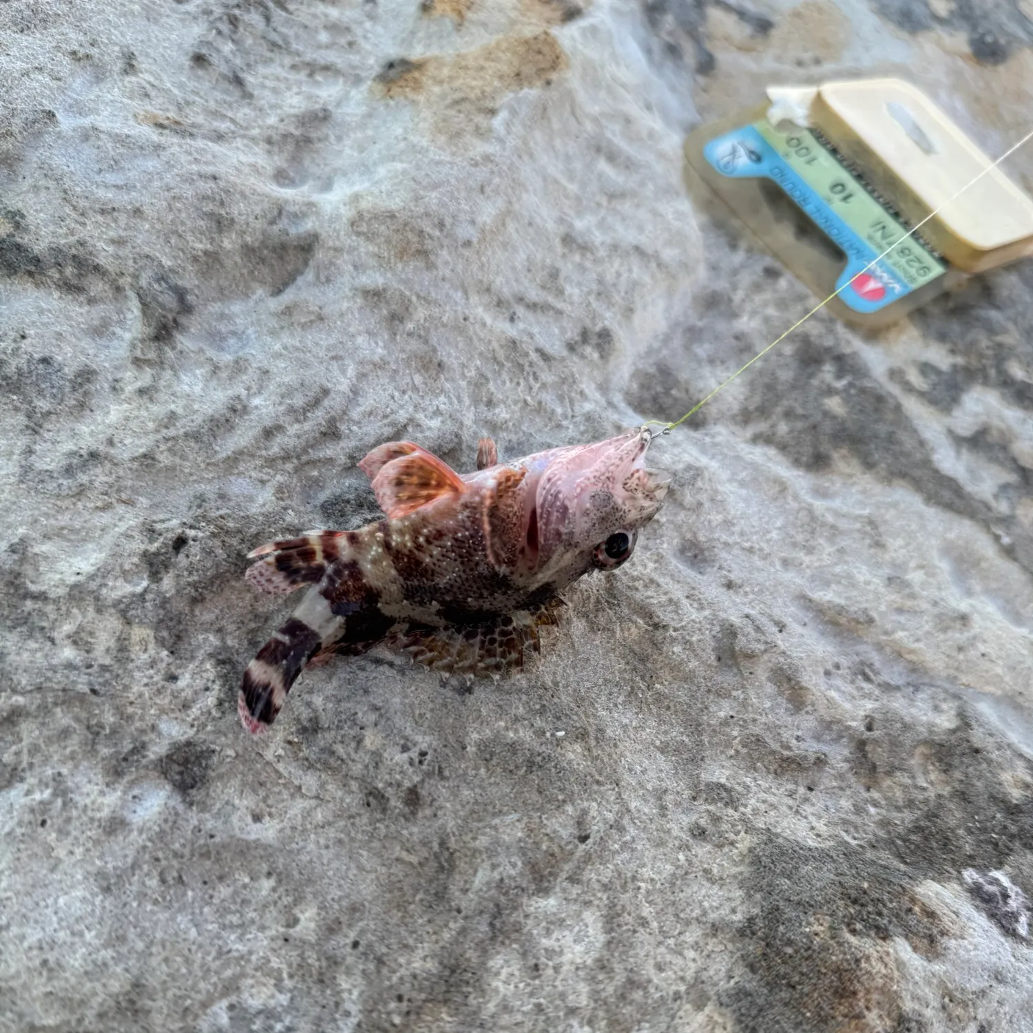 The most recent Rama Rao's scorpionfish catches on Fishbrain