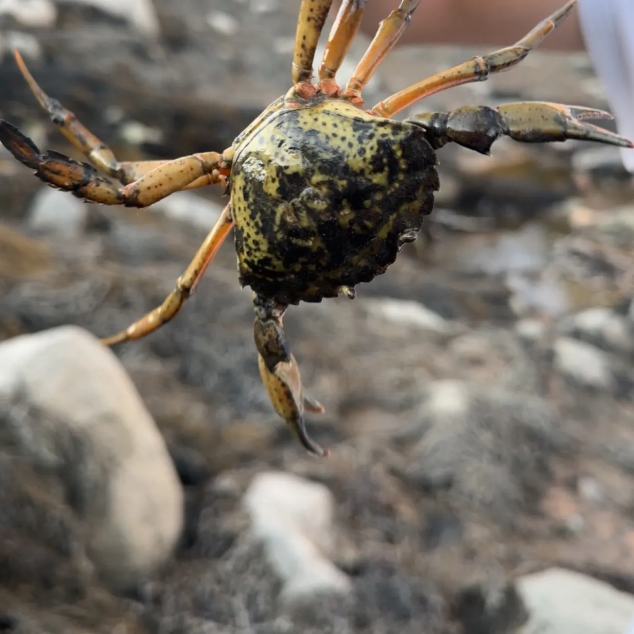Green crab caught on Fishbrain