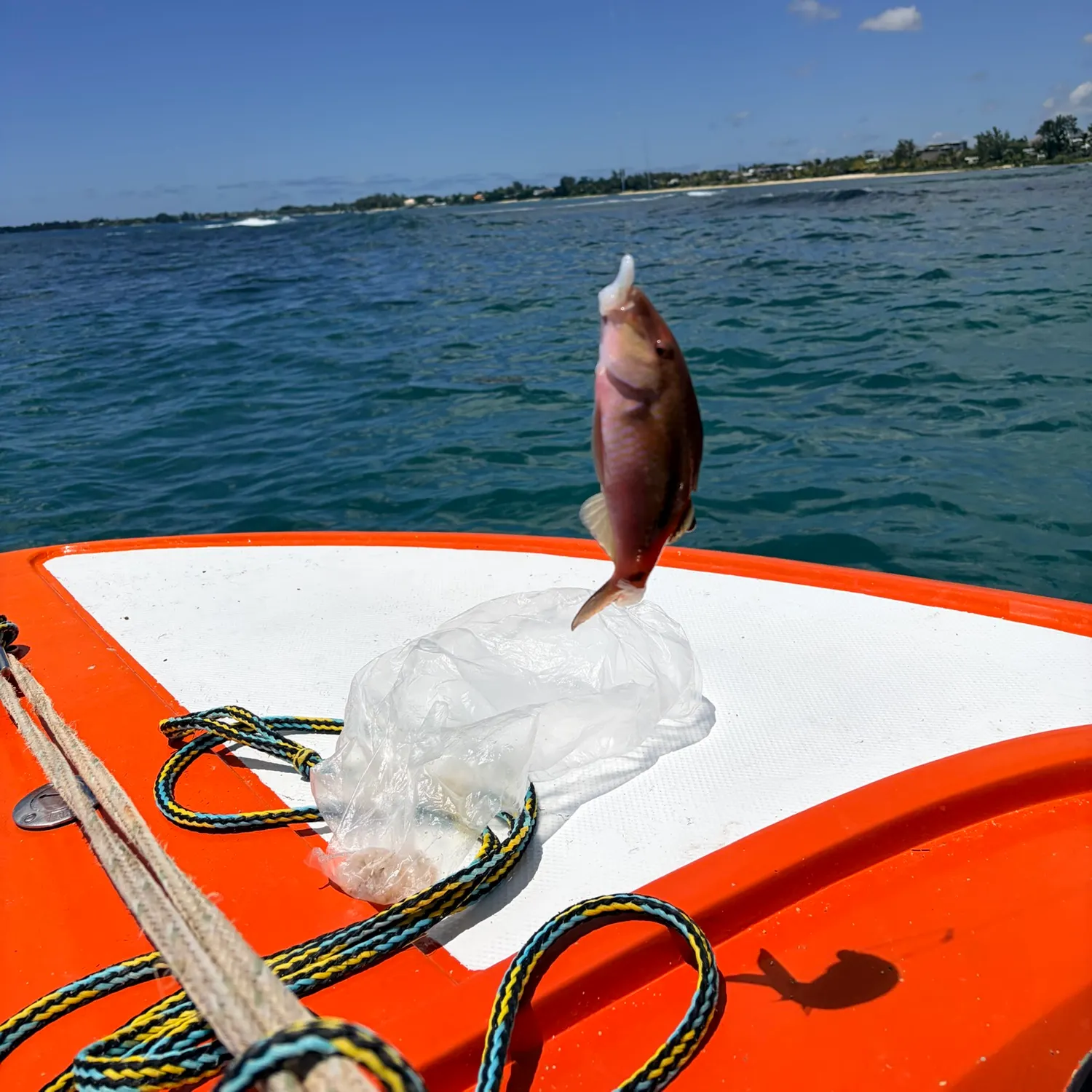 The most recent Dash-and-dot goatfish catches on Fishbrain