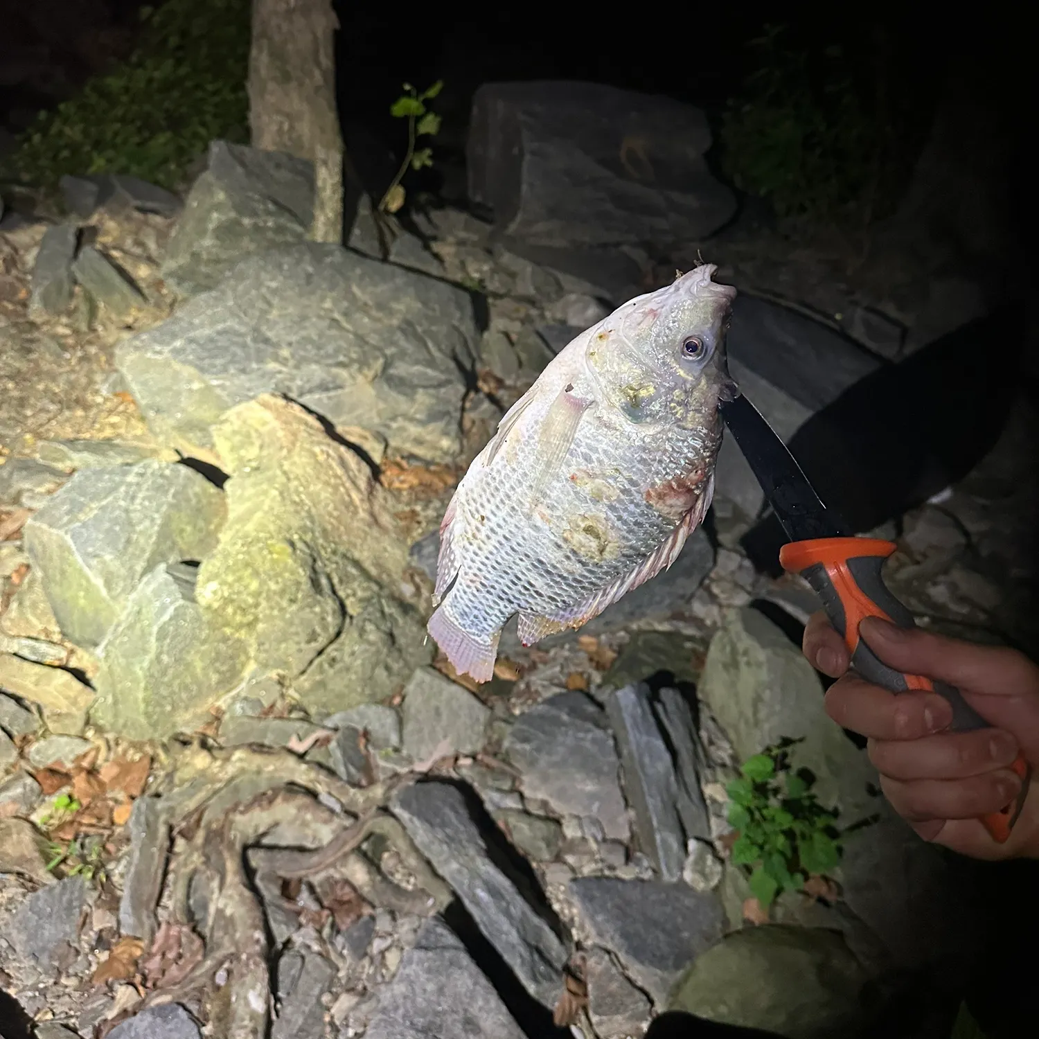 The most recent Longfin tilapia catches on Fishbrain