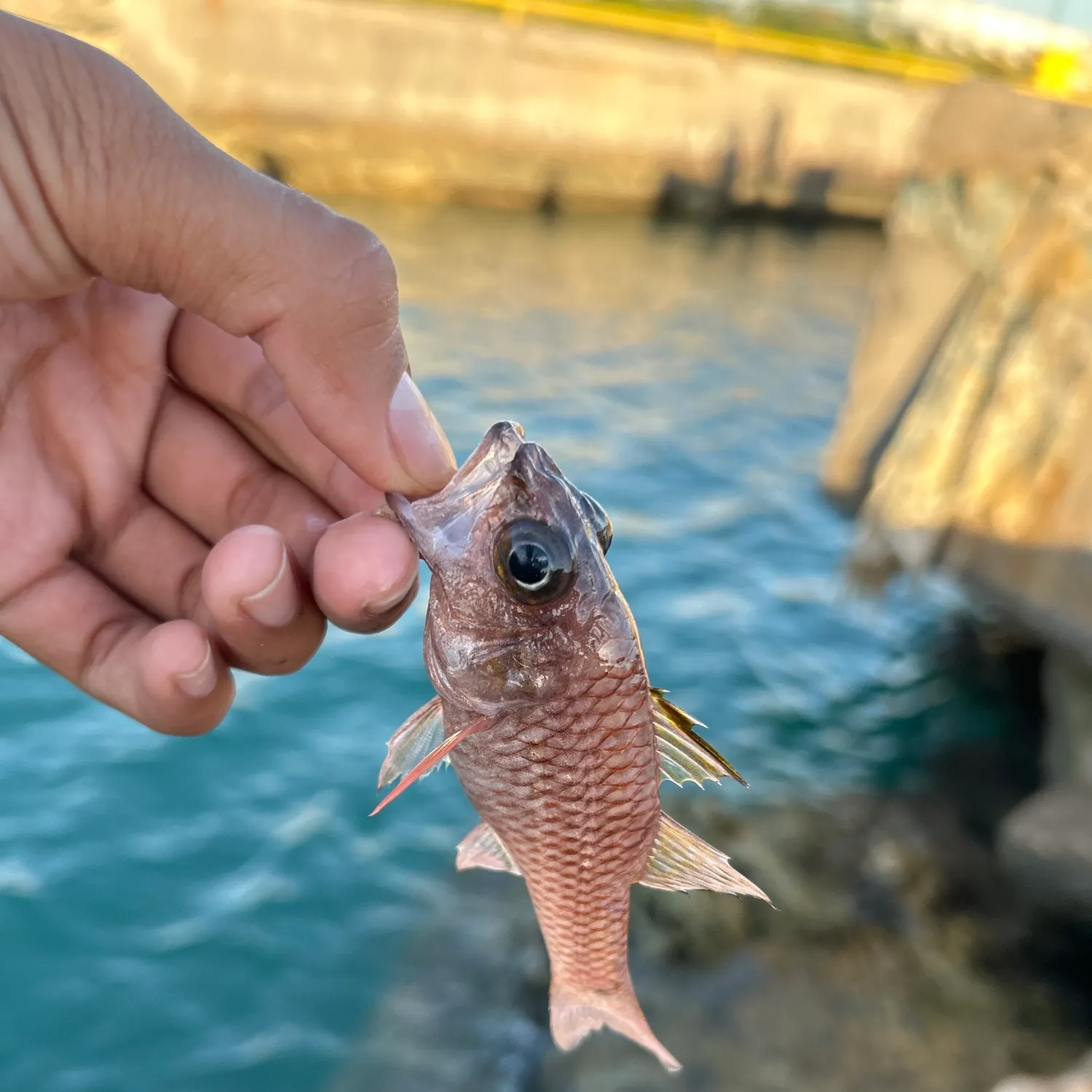 Blacktail snapper caught on Fishbrain