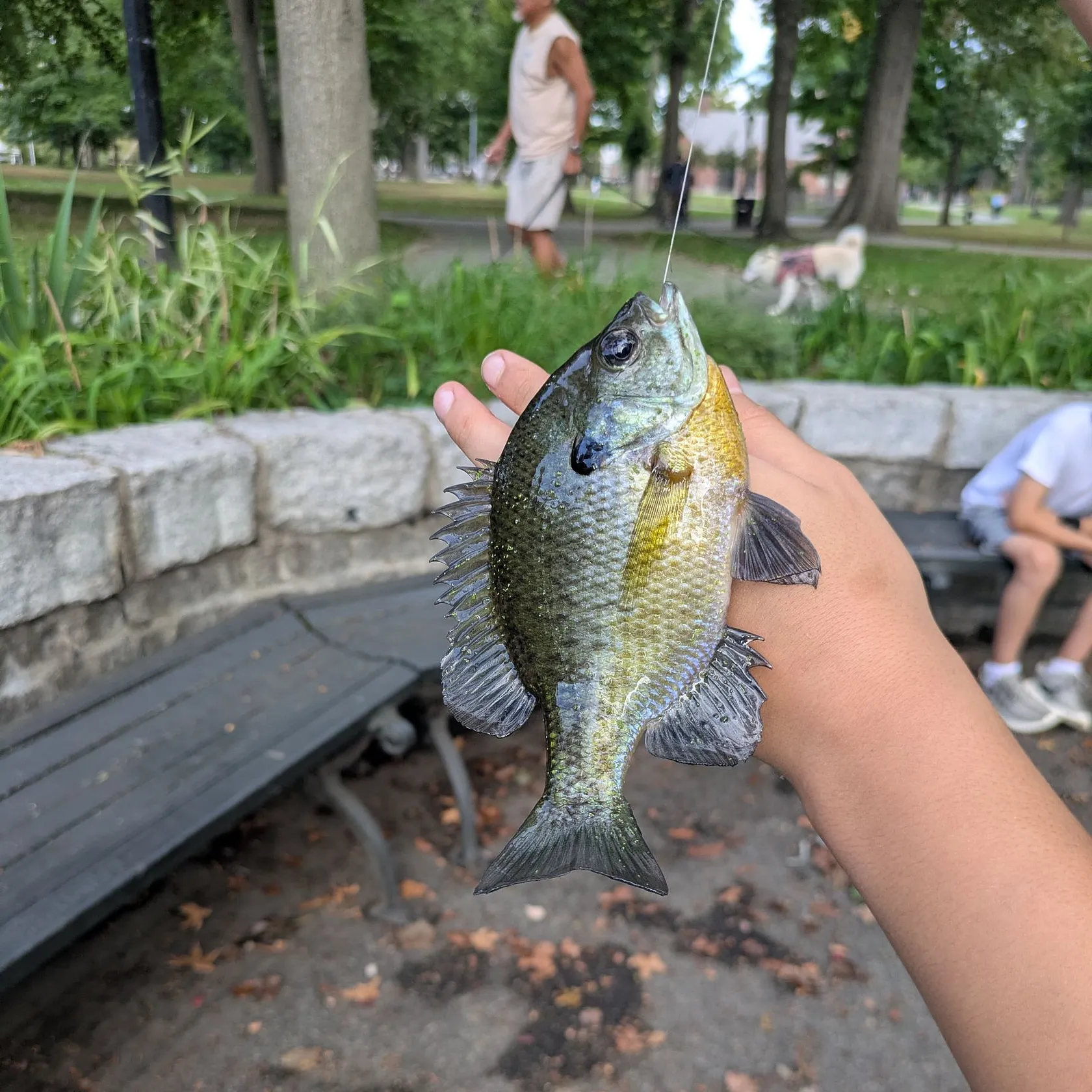 catch