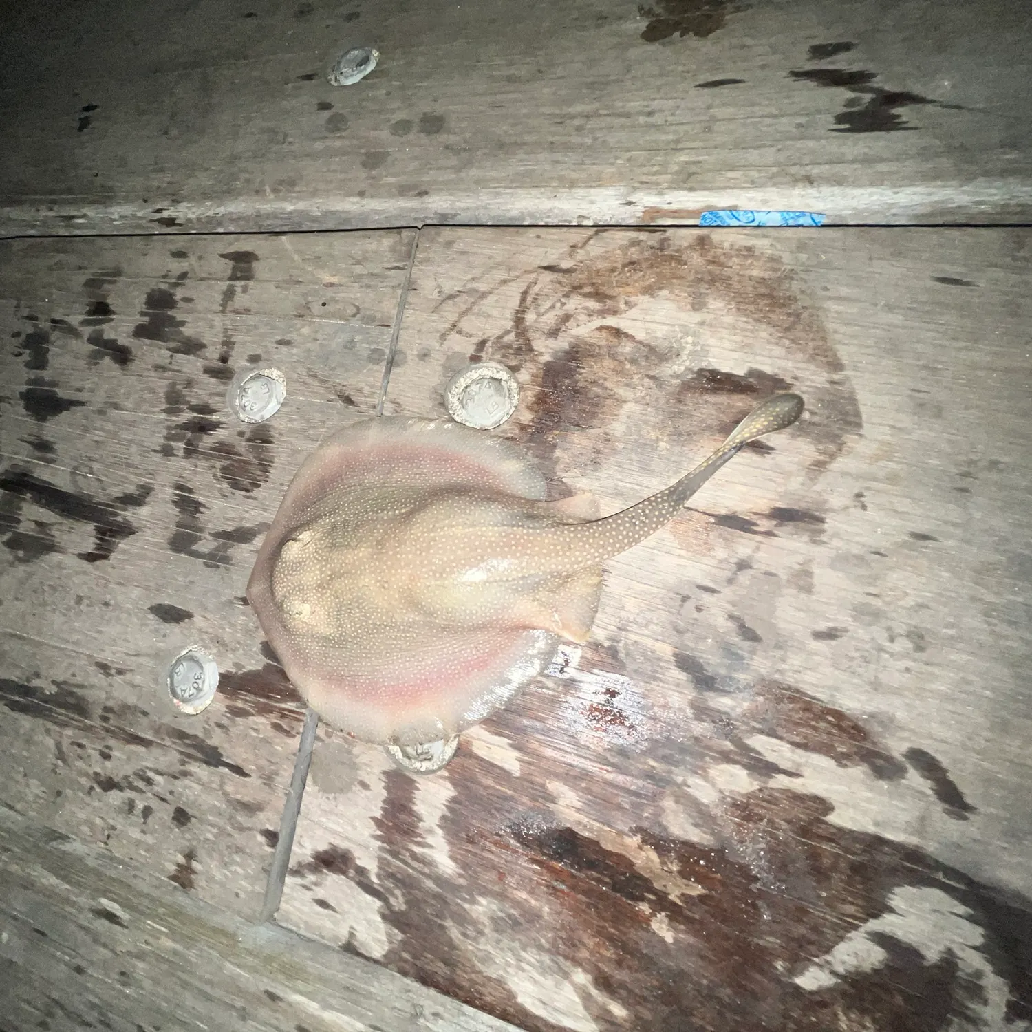 Haller's round ray caught on Fishbrain