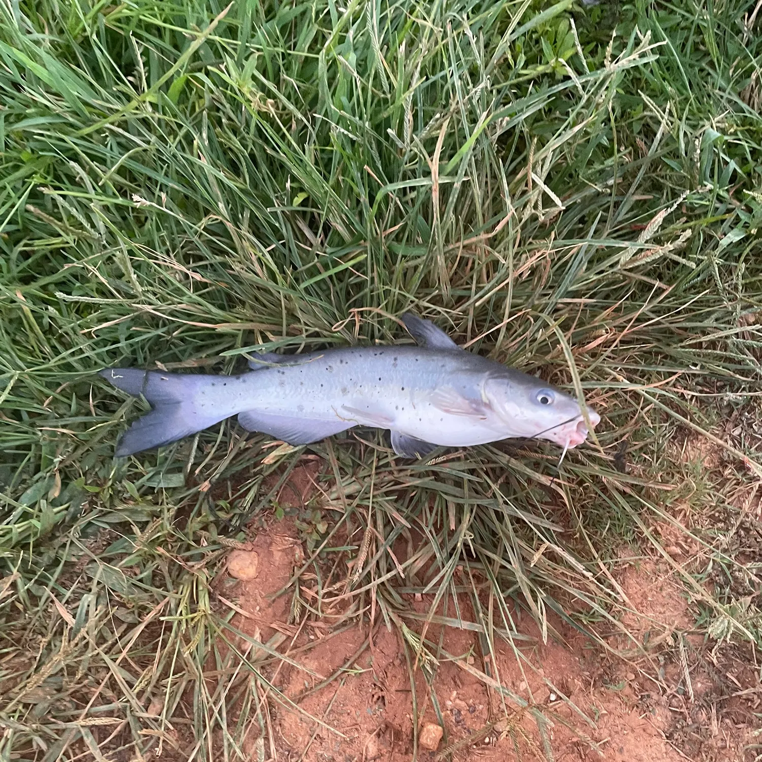 Channel catfish caught on Fishbrain