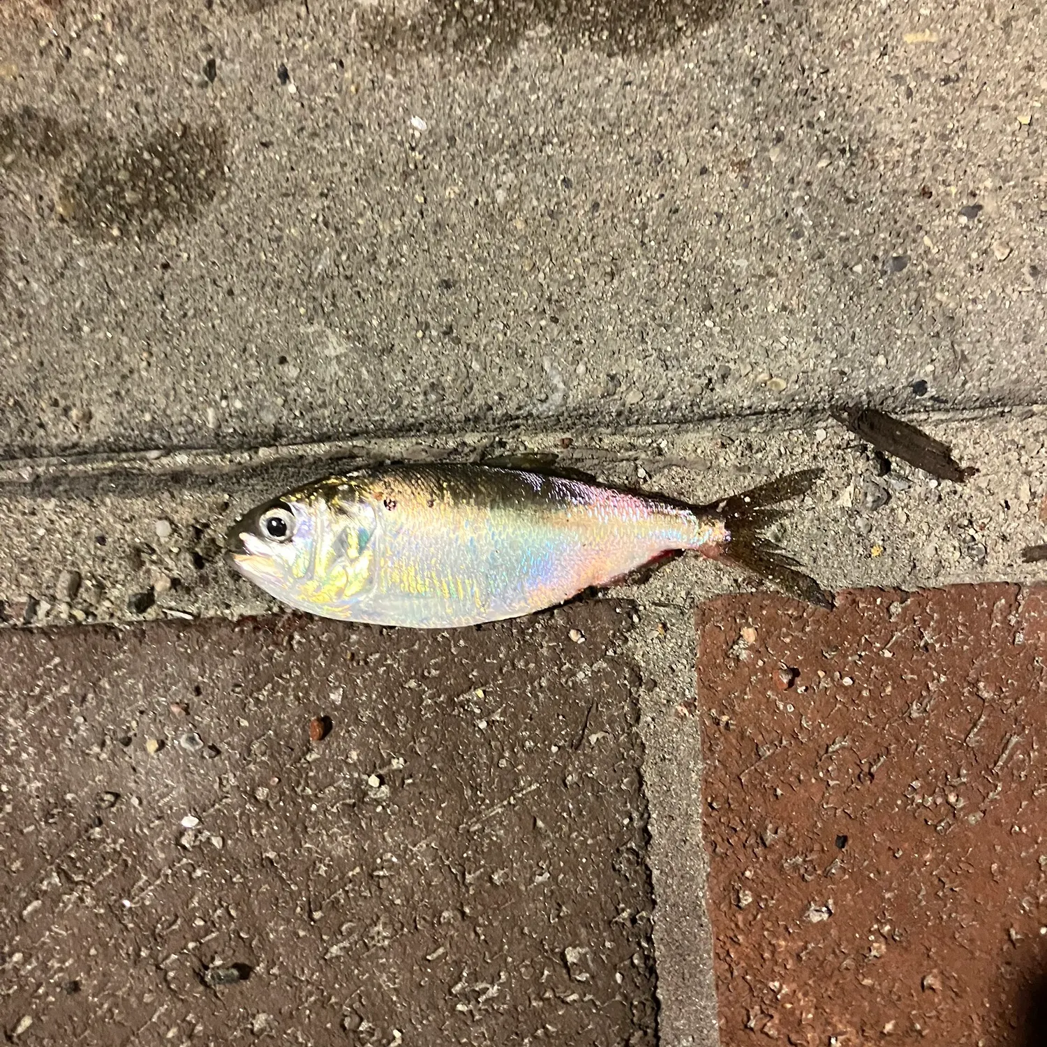 The most recent Gulf menhaden catches on Fishbrain