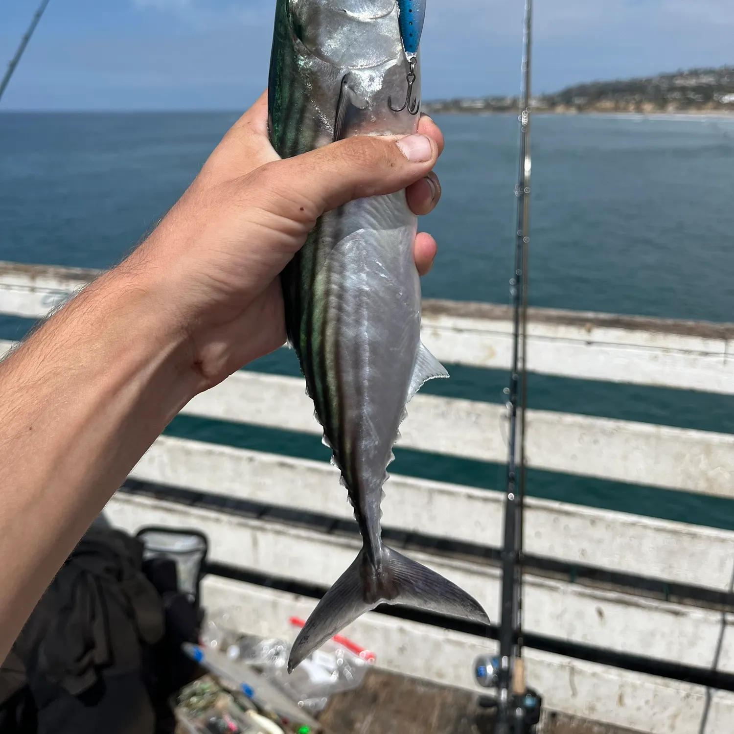 Pacific bonito caught on Fishbrain