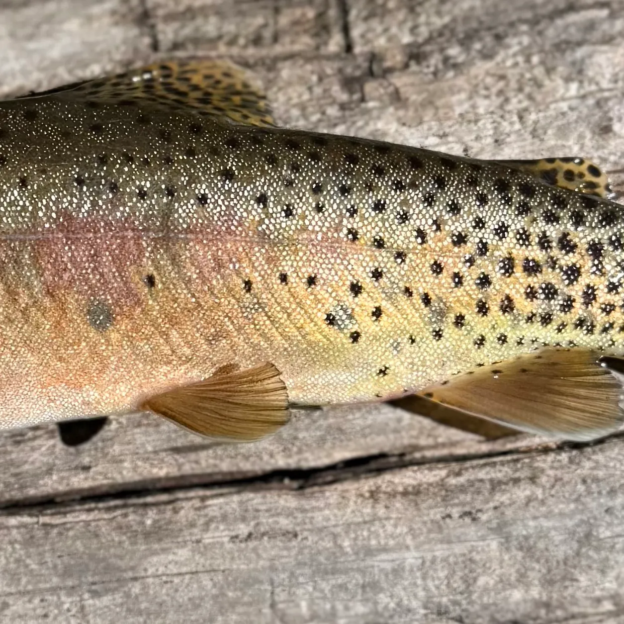 The most recent Westlope cutthroat trout catches on Fishbrain