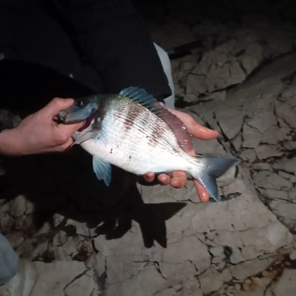 The most recent White seabream catches on Fishbrain