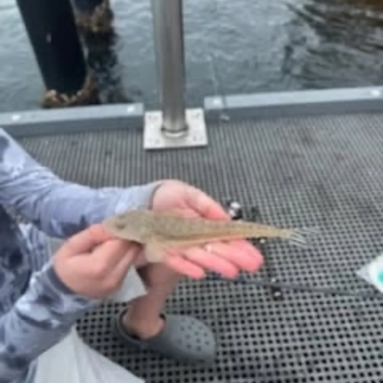 The most recent Bartail flathead catches on Fishbrain