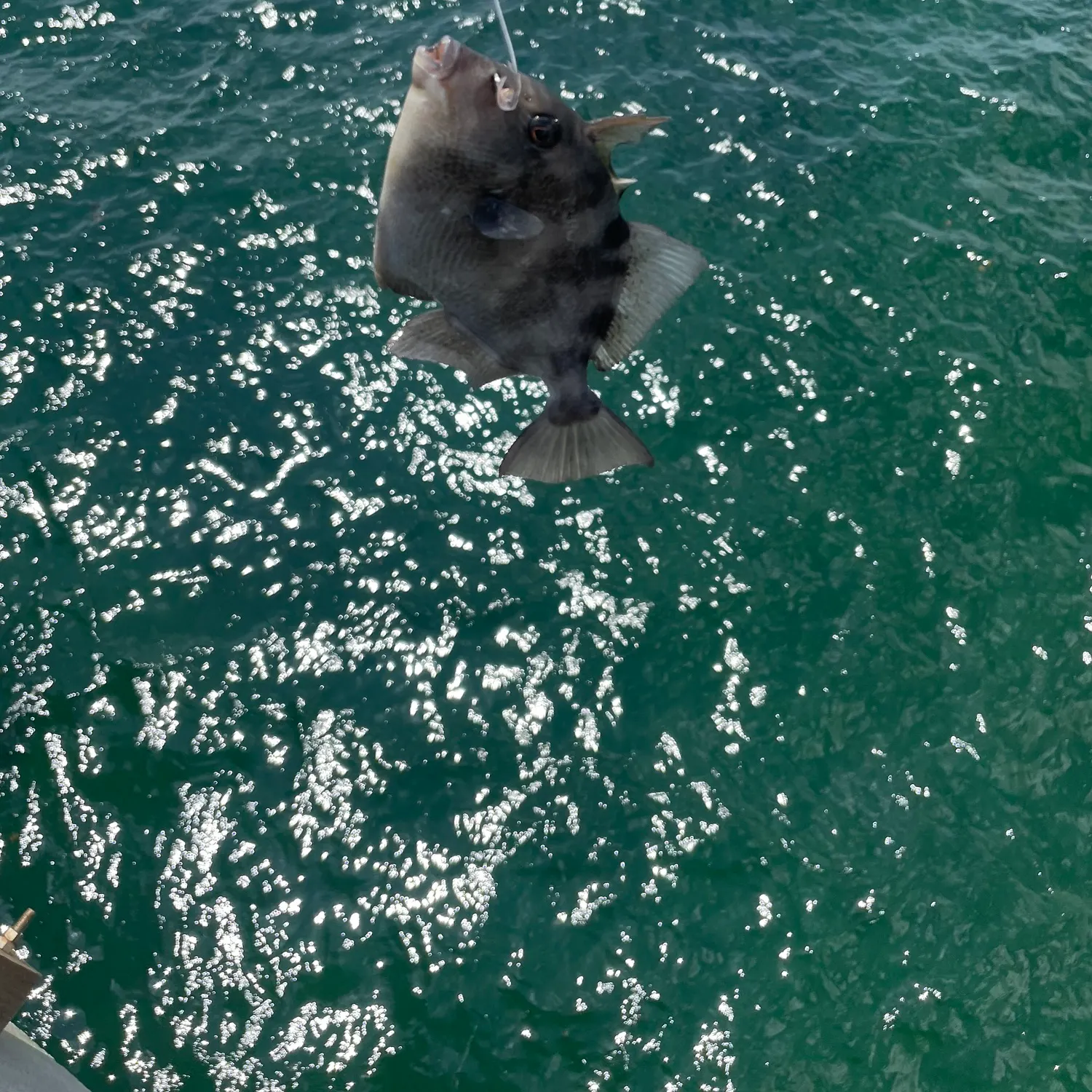 The most recent Grey triggerfish catches on Fishbrain