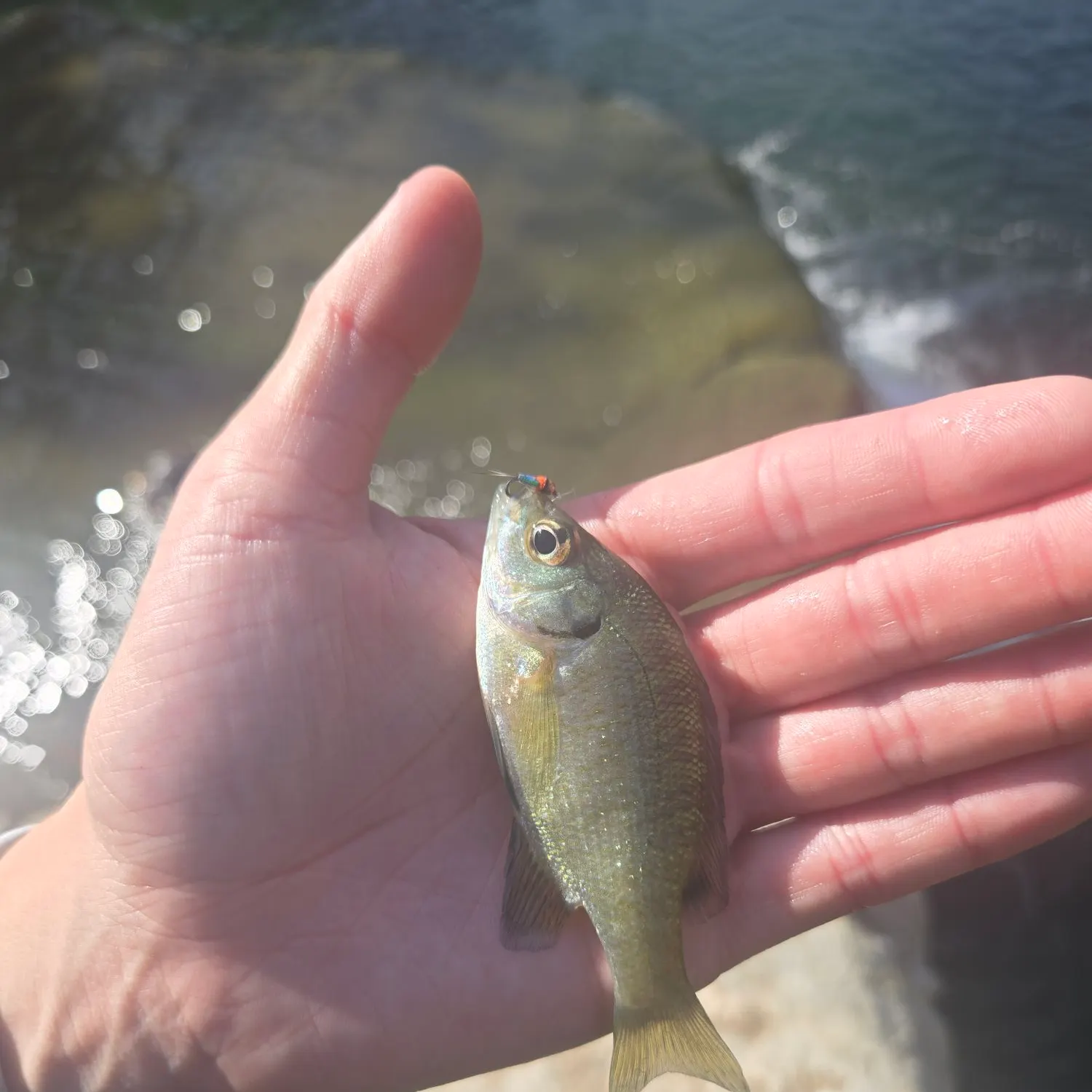 Bluegill caught on Fishbrain