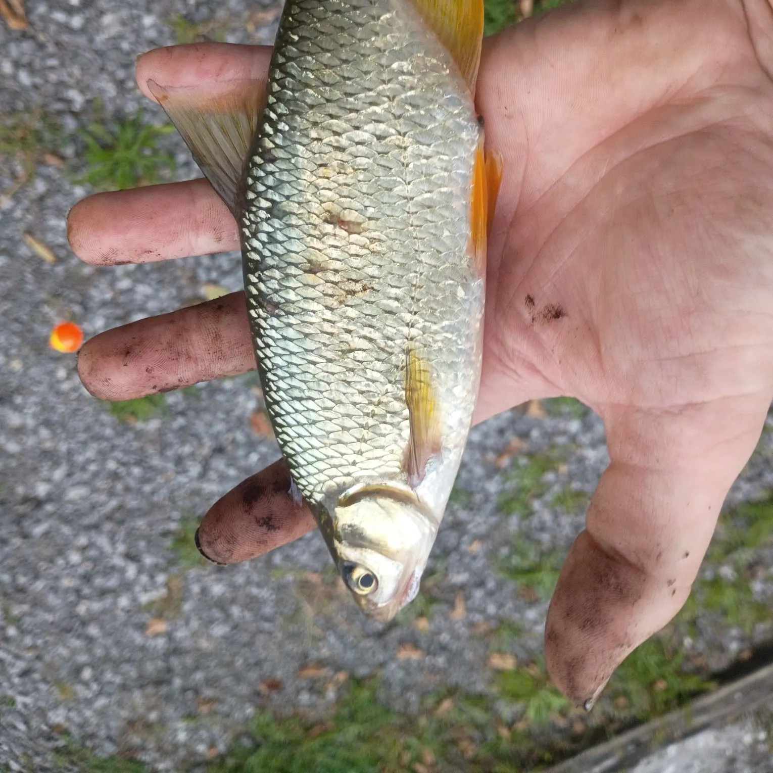 Golden shiner caught on Fishbrain