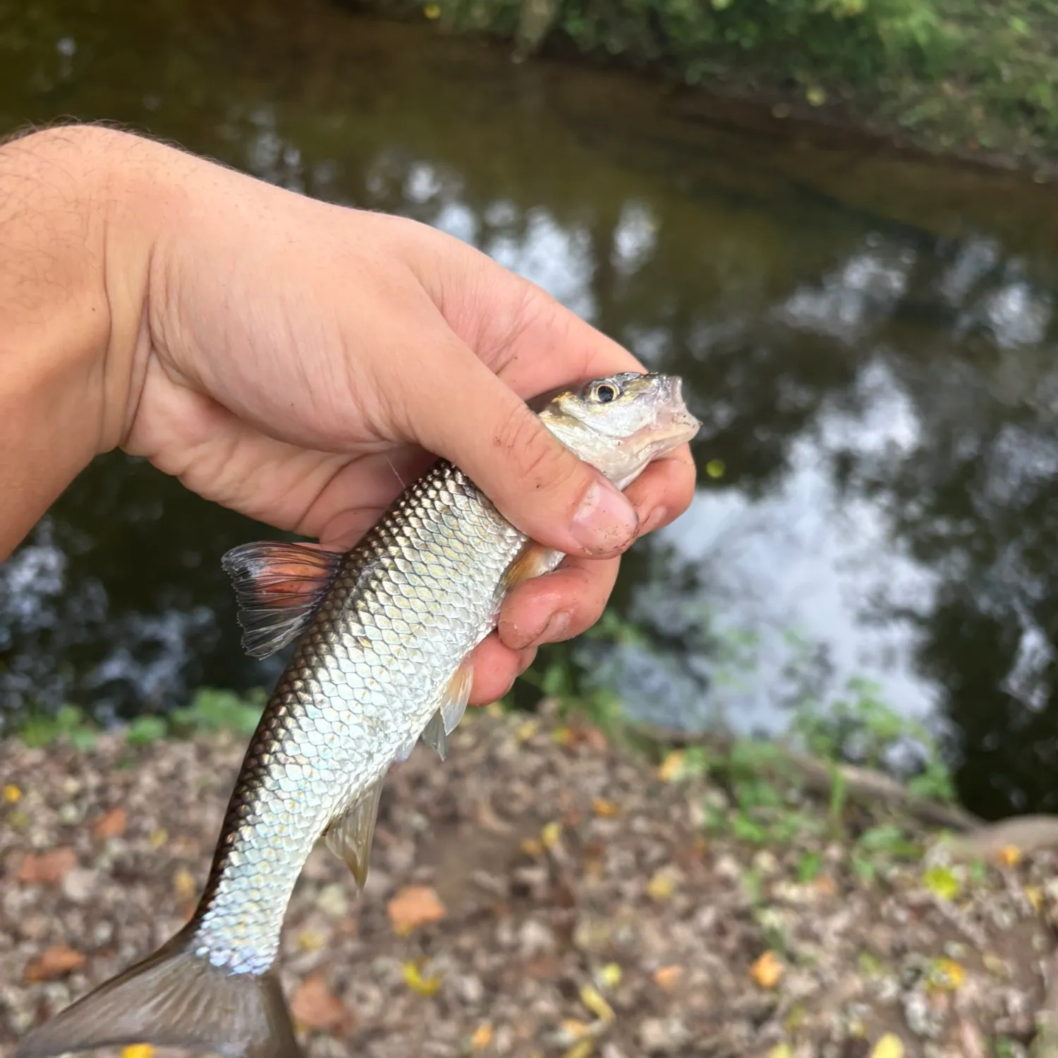 Fallfish caught on Fishbrain