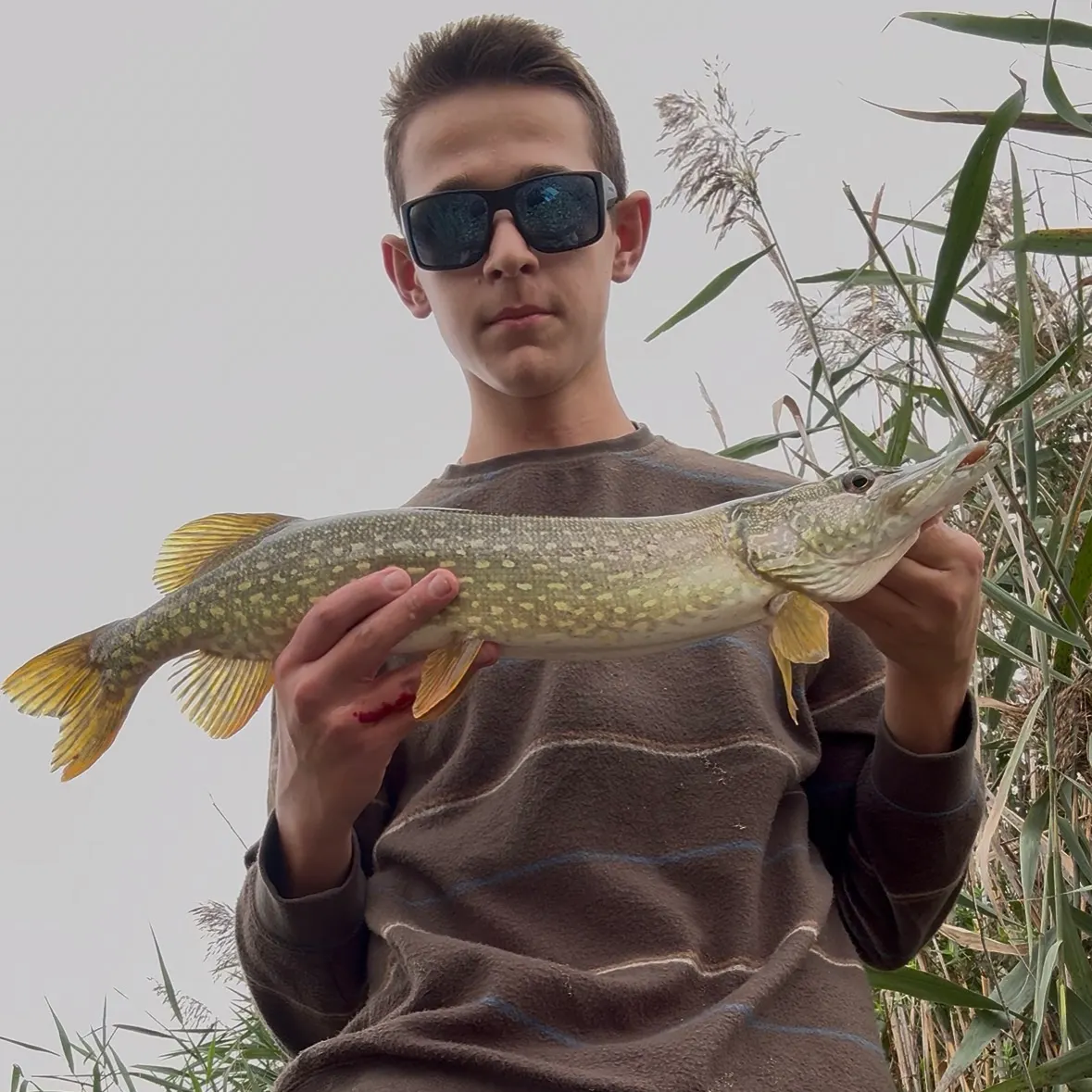 Northern pike caught on Fishbrain