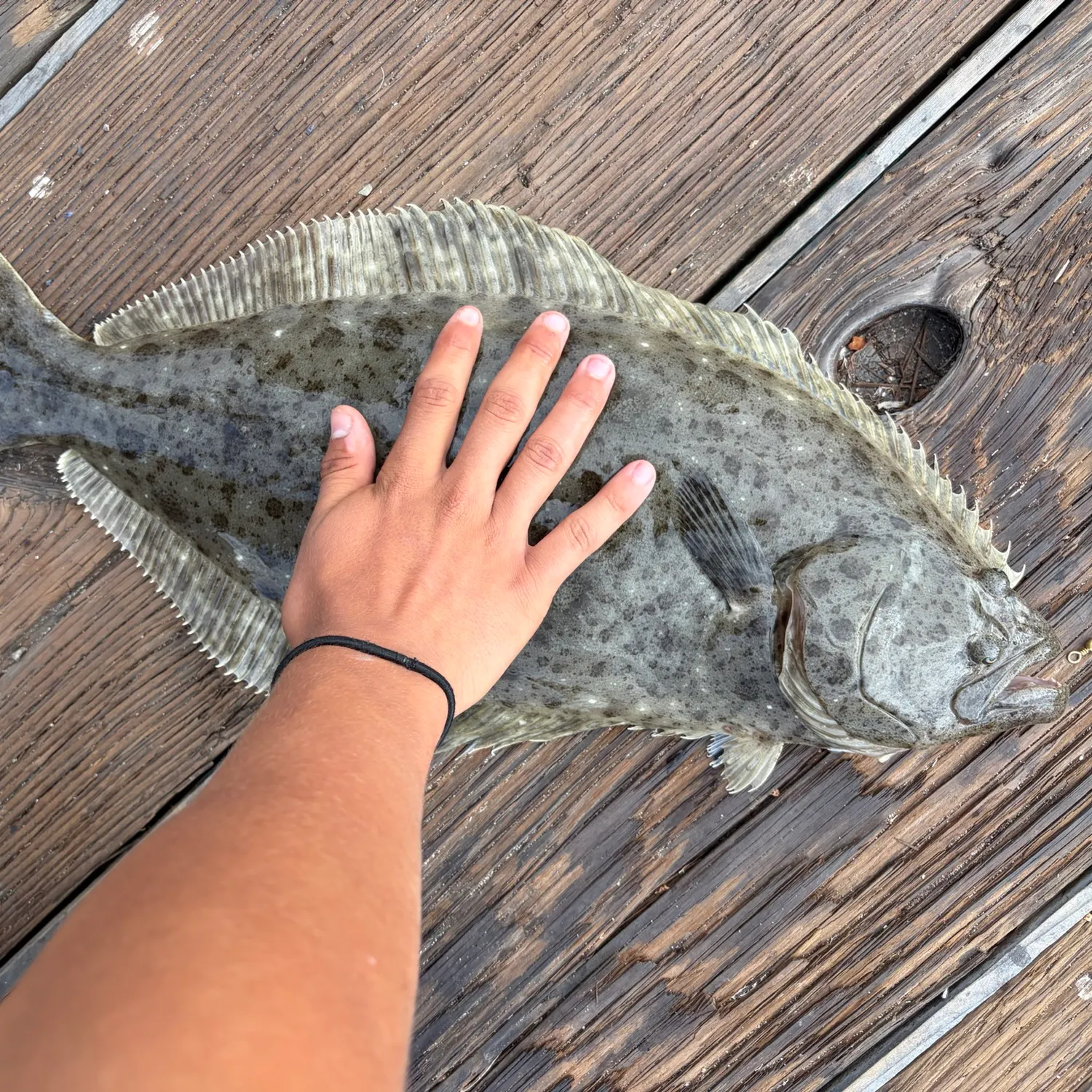 The most recent California halibut catches on Fishbrain