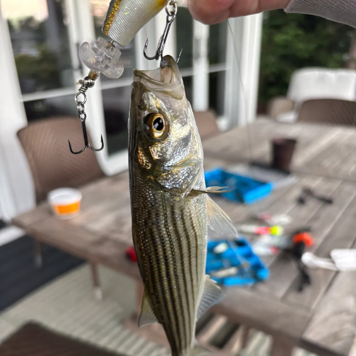 Striped bass caught on Fishbrain