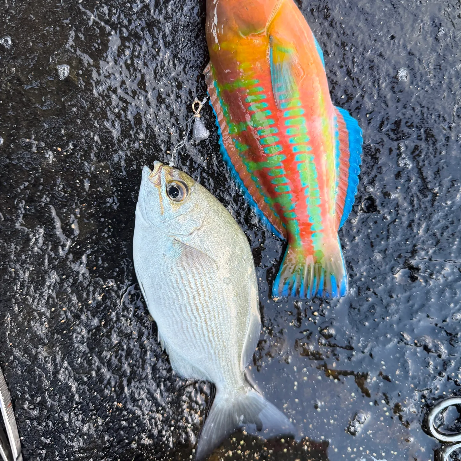 The most recent Christmas wrasse catches on Fishbrain