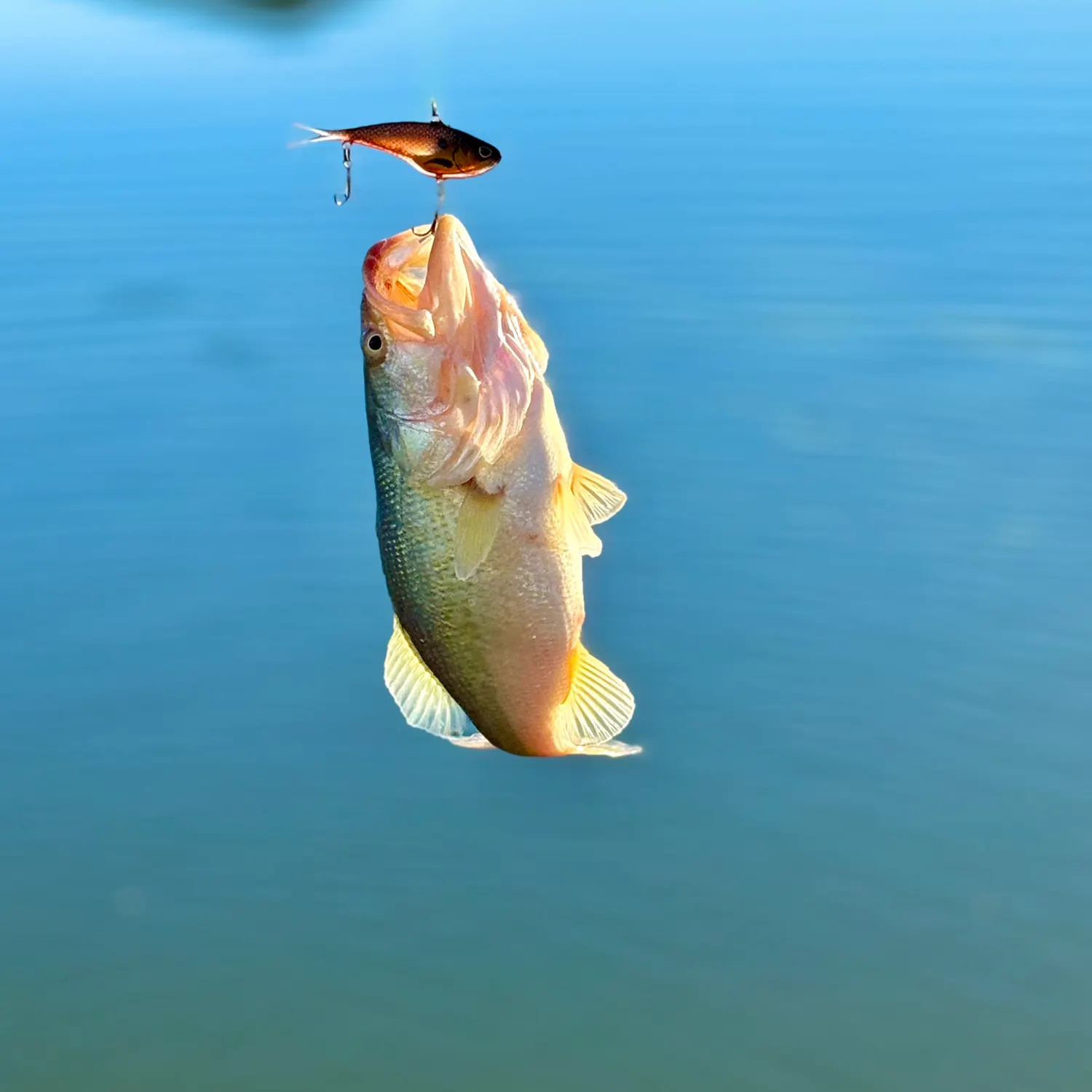 The most recent Sand seatrout catches on Fishbrain