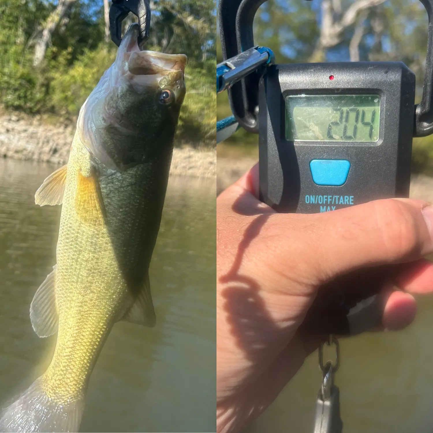 Largemouth bass caught on Fishbrain