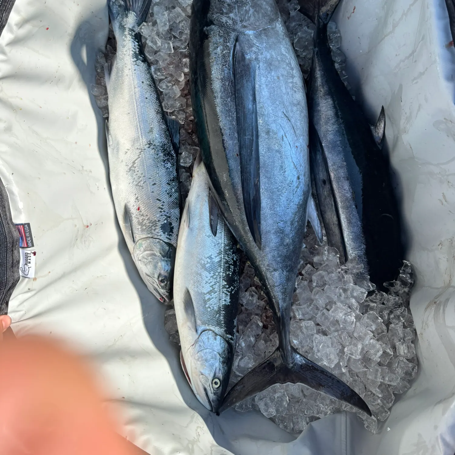 The most recent Albacore catches on Fishbrain