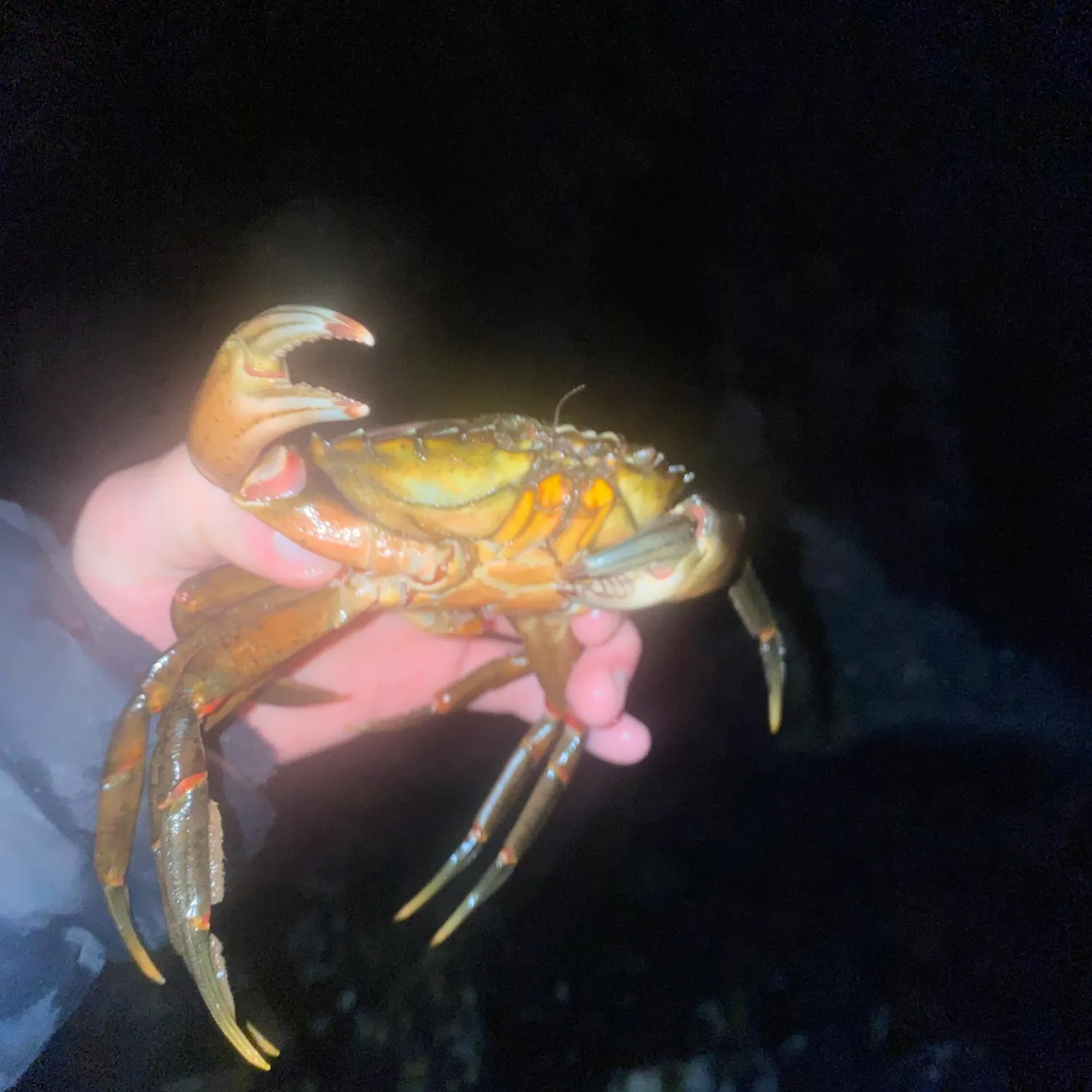 The most recent Green crab catches on Fishbrain